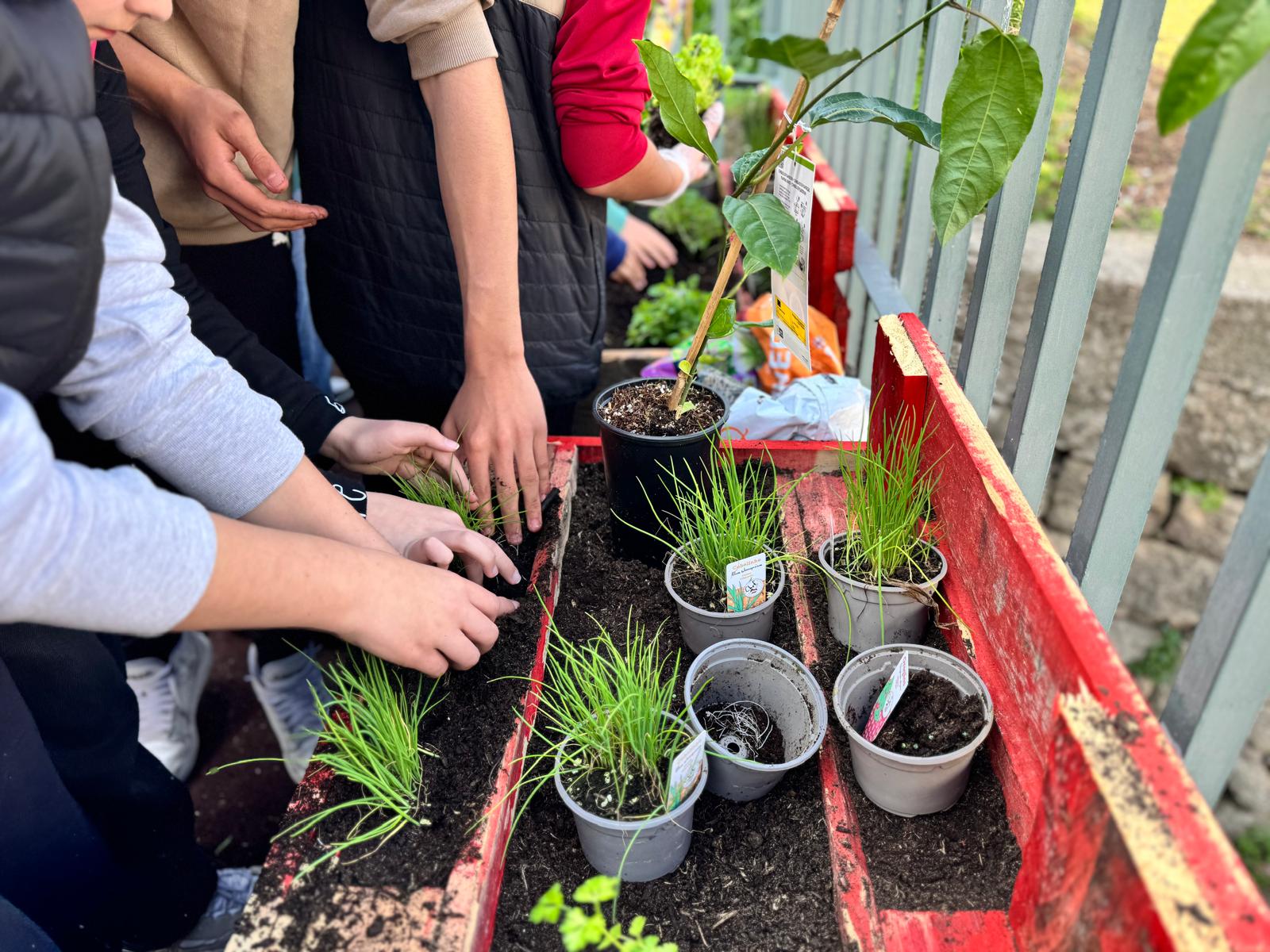 Alimentação Desperdício Zero